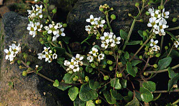 scurvy grass (aaaaaarrrrggghhhh lads)
